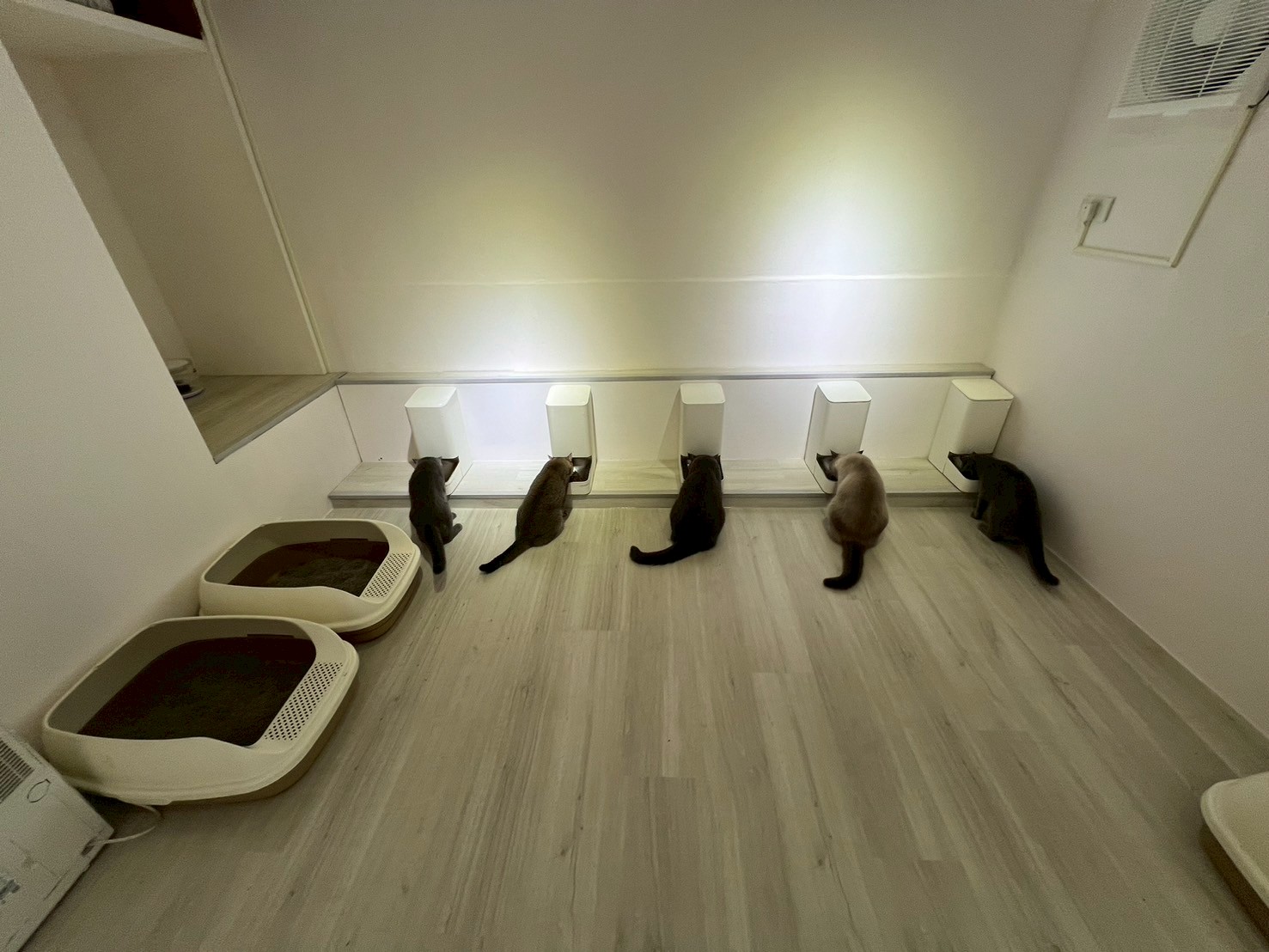 2024 - 高雄鳳山貓屋